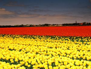 Tulip field - Protecting the environment as a career
