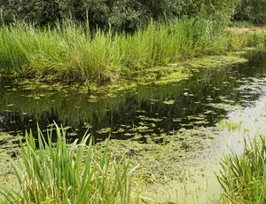 Sloten met riet en kroos