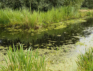Sloten met riet en kroos