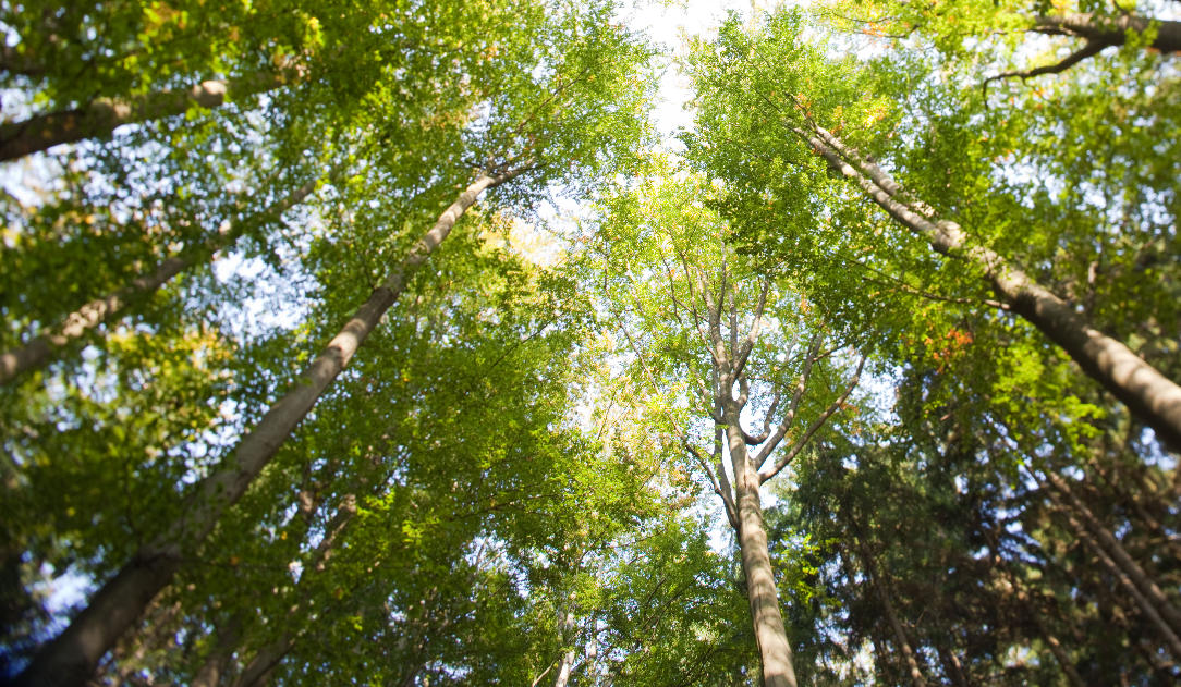 Bomen gezien vanaf de grond naar de top