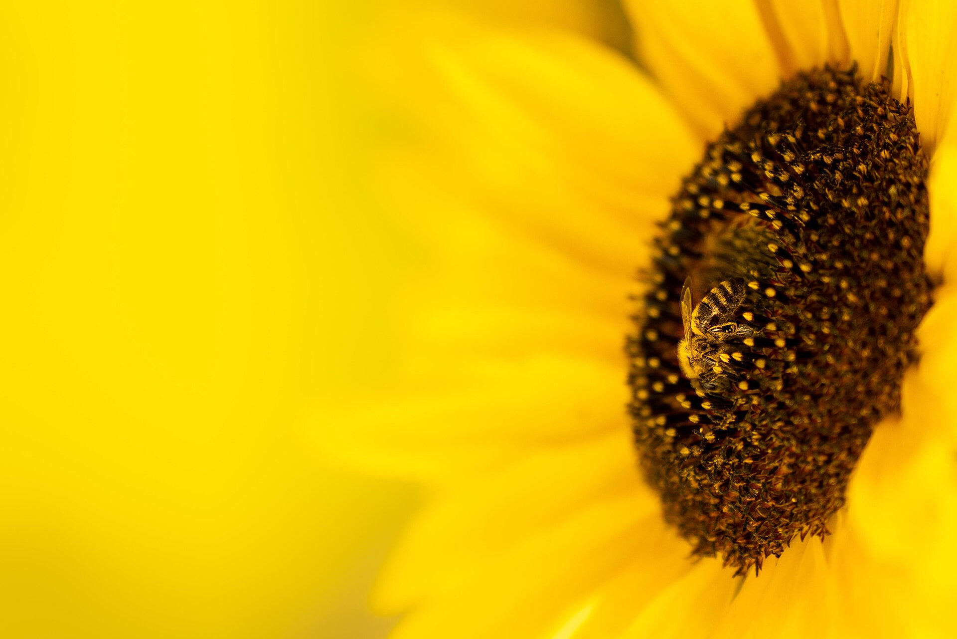 bij op bloem
