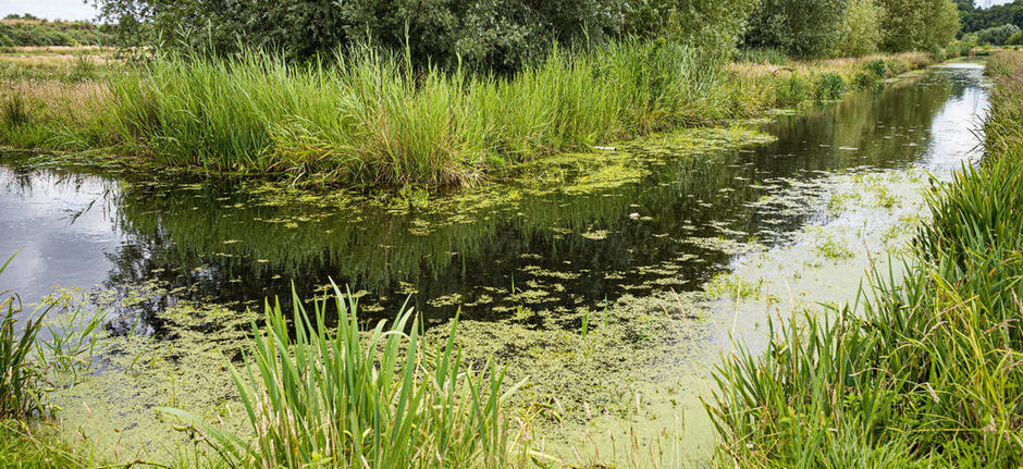 Sloten met riet en kroos