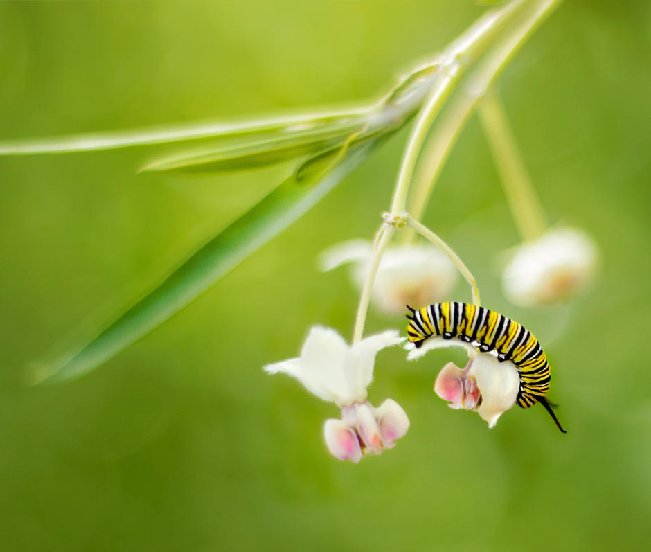rups biodiversiteit